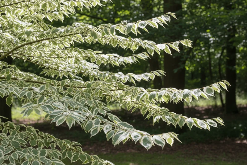 Hoher Weißbunter Etagen-Hartriegel 'Variegata' / Cornus controversa 'Variegata'