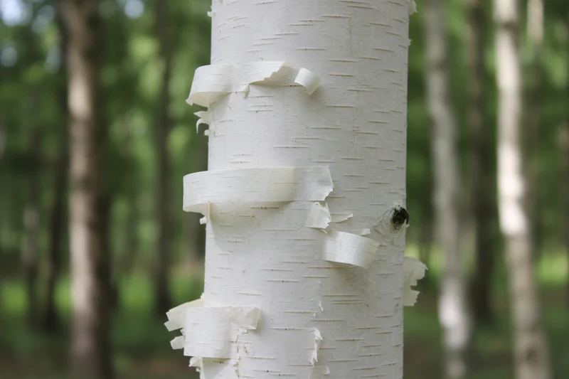 Himalayabirke 'Doorenbos' / Betula utilis 'Doorenbos'
