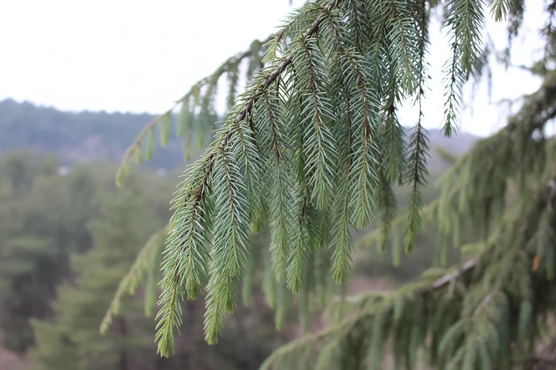 Himalaya-Zeder / Cedrus deodara