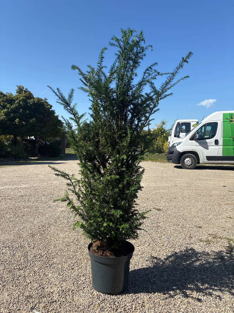 Heimische Eibe / Taxus baccata