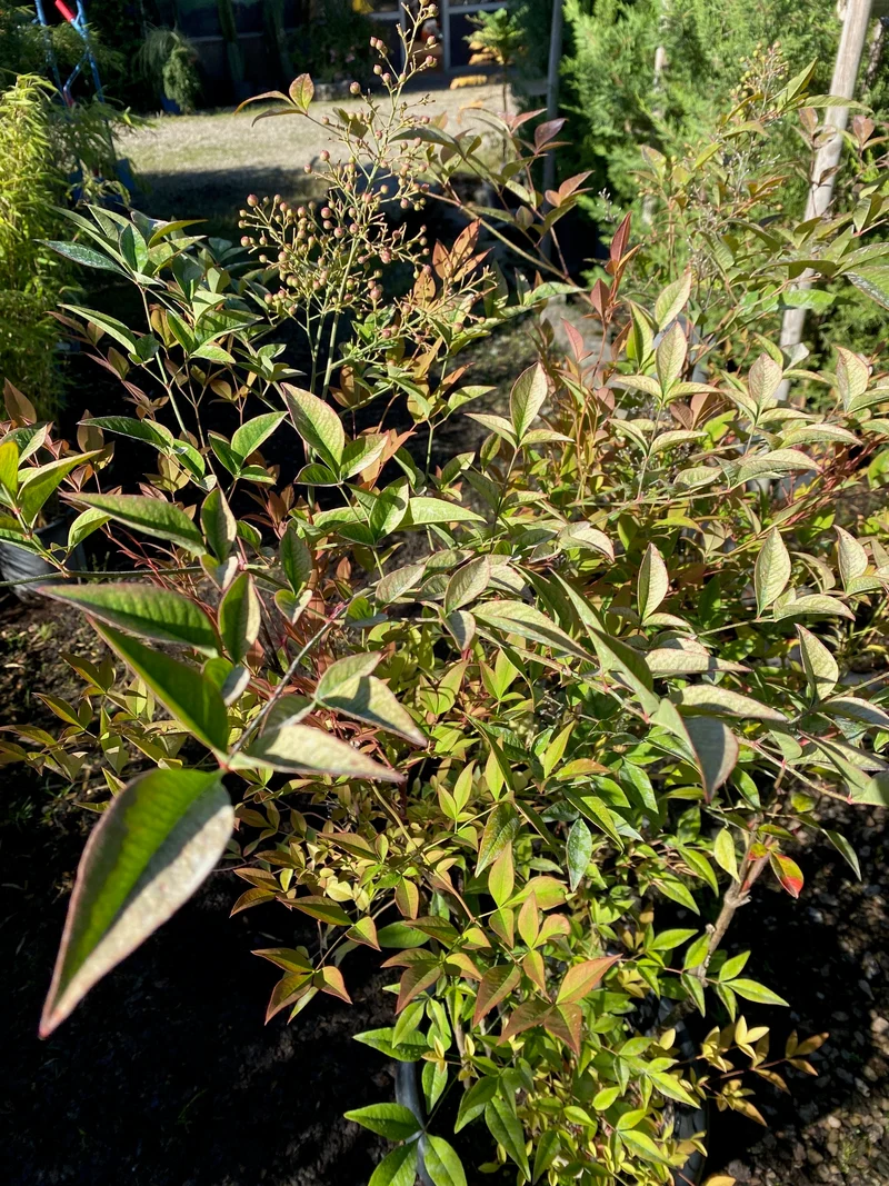 Heiliger Bambus / Nandina domestica