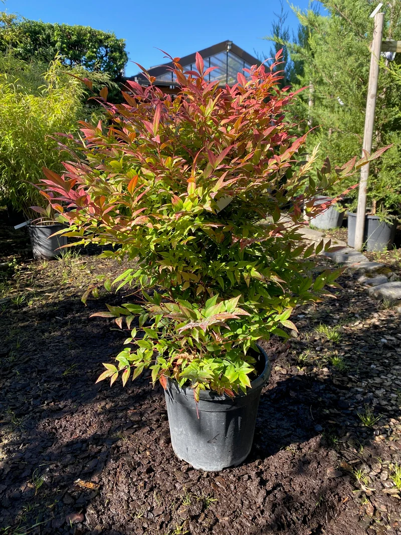 Heiliger Bambus 'Gulf Stream' / Nandina domestica 'Gulf Stream'