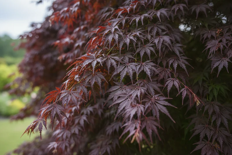 Dunkelroter Schlitzahorn 'Dissectum Garnet' / Acer palmatum 'Dissectum Garnet'