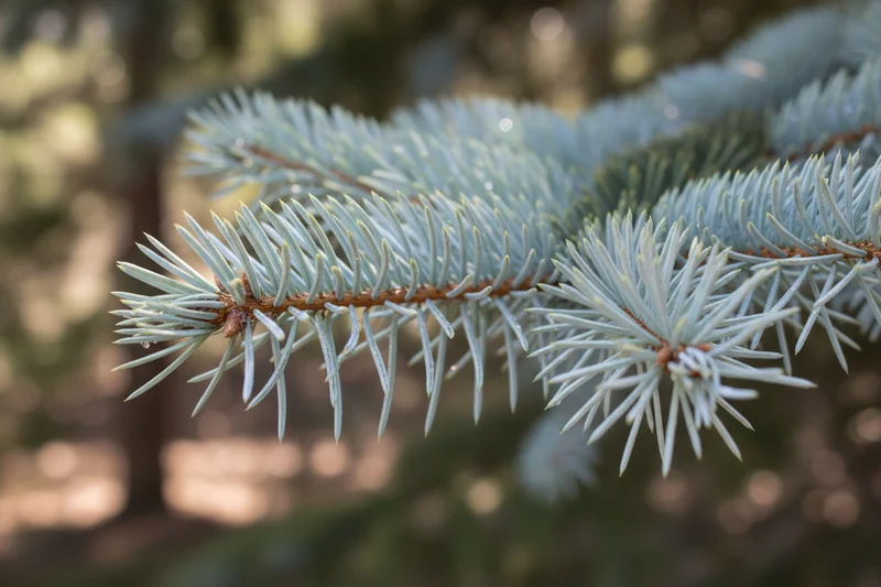Colorado-Tanne / Abies concolor