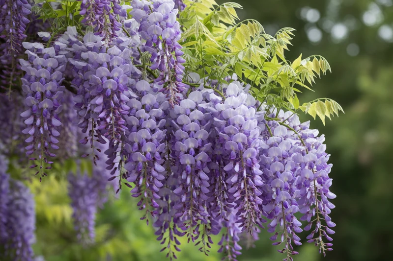 Chinesischer Blauregen 'Prolific' / Wisteria sinensis 'Prolific'