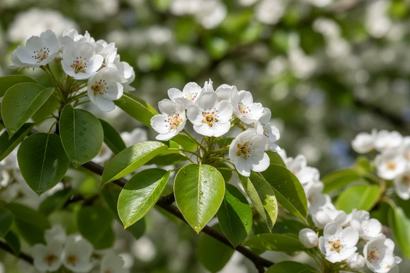 Chinesische Birne 'Chanticleer' / Pyrus calleryana 'Chanticleer'