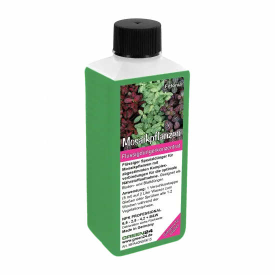 Fittonia-Dünger
