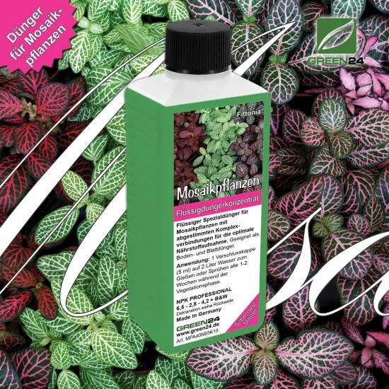 Fittonia-Dünger