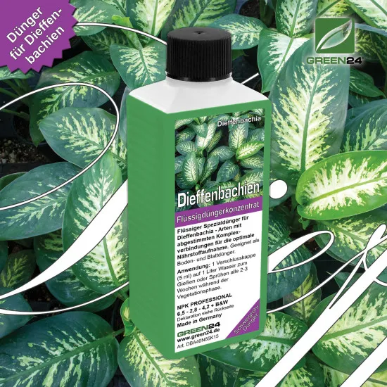 Dieffenbachia-Dünger