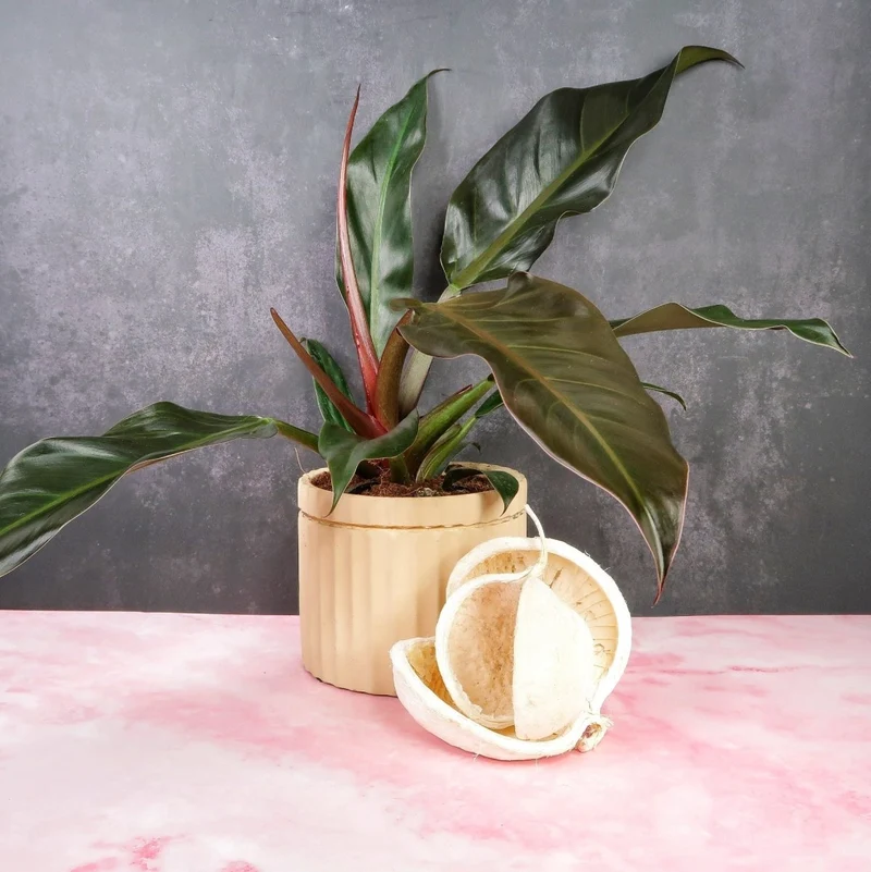 PHILODENDRON AUTUMN