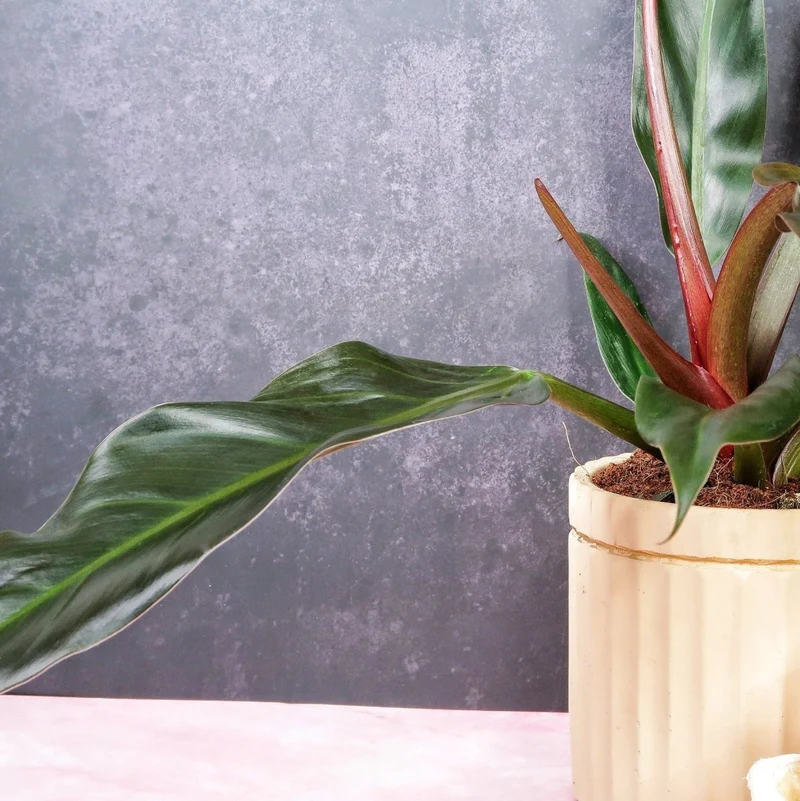 PHILODENDRON AUTUMN