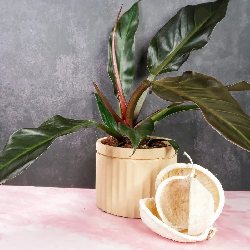 PHILODENDRON AUTUMN
