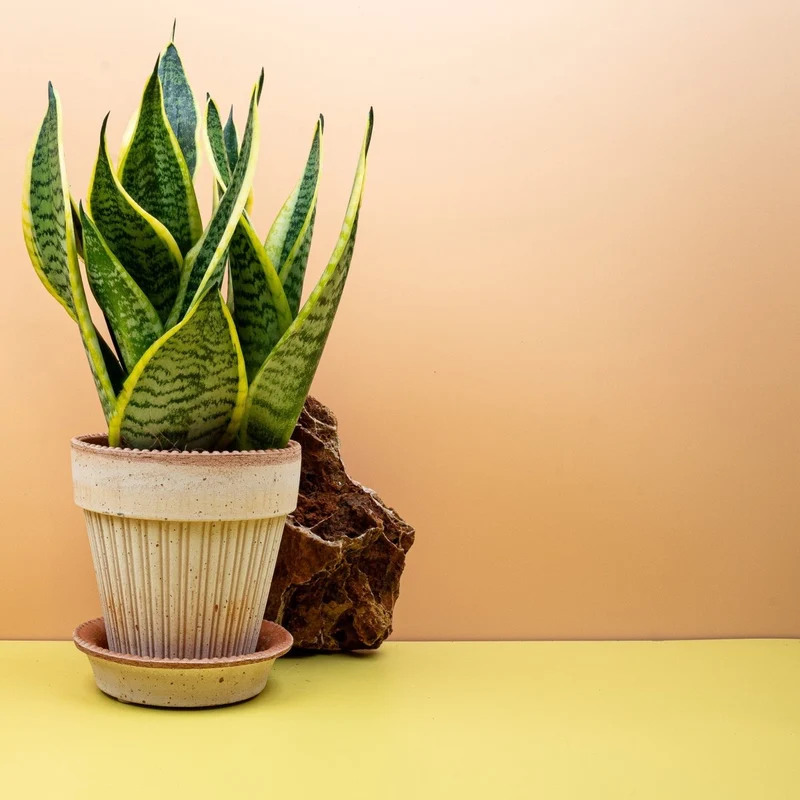 SANSEVIERIA FUTURA SUPERBA