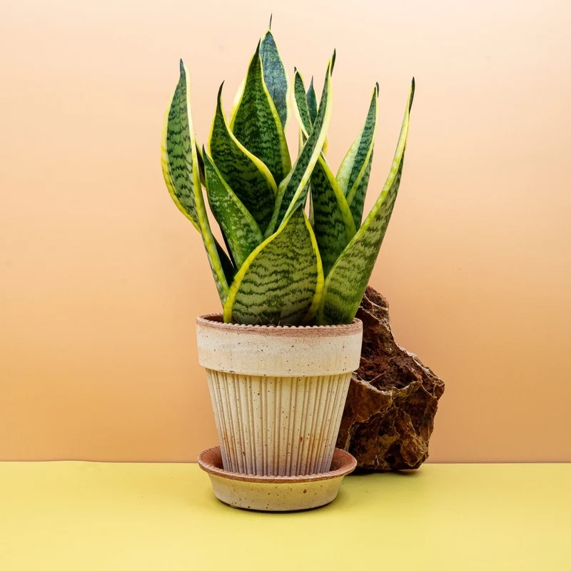 SANSEVIERIA FUTURA SUPERBA