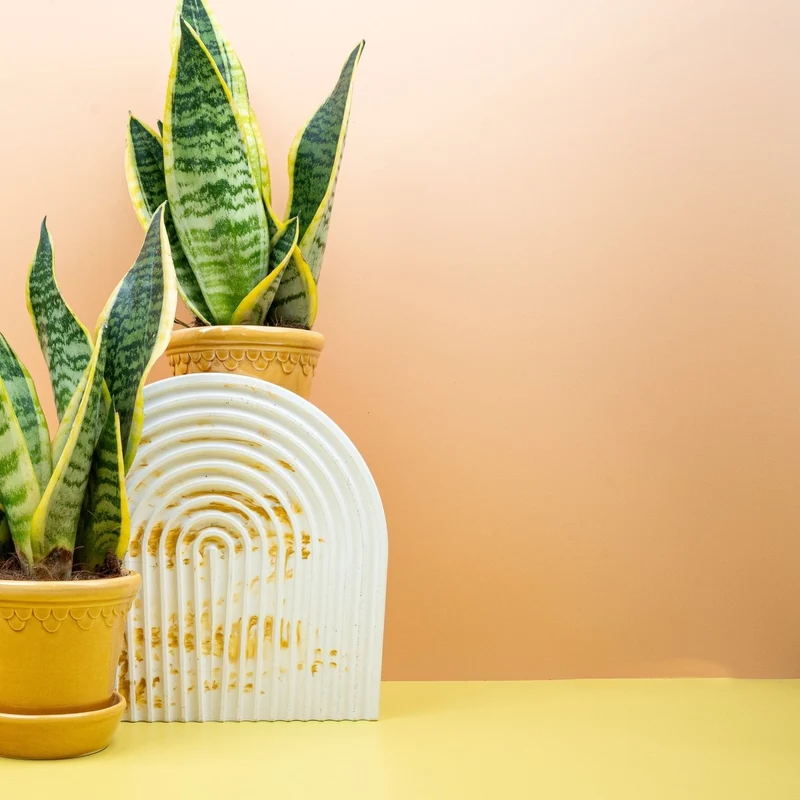 SANSEVIERIA FUTURA SUPERBA