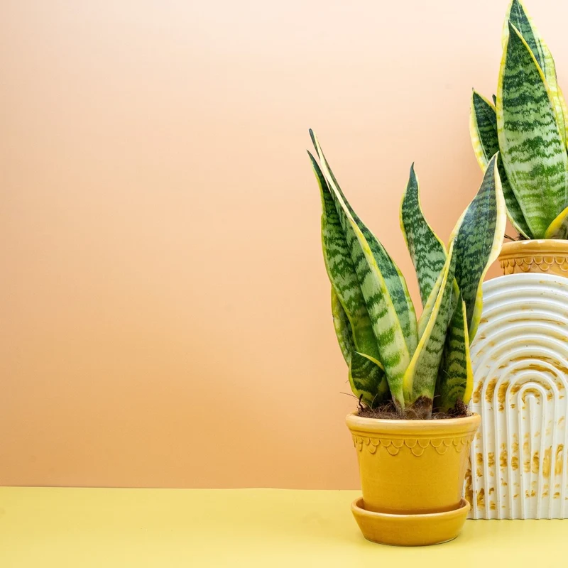 SANSEVIERIA FUTURA SUPERBA