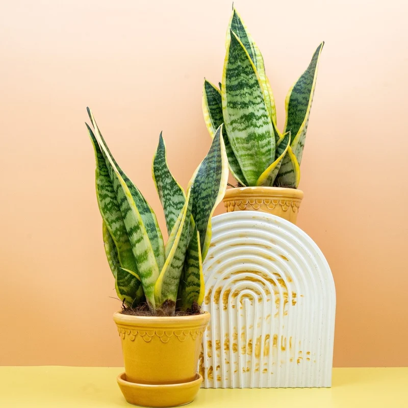 SANSEVIERIA FUTURA SUPERBA