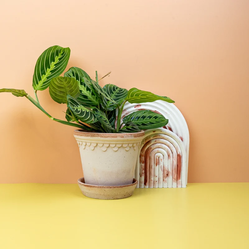 MARANTA LEMON LIME
