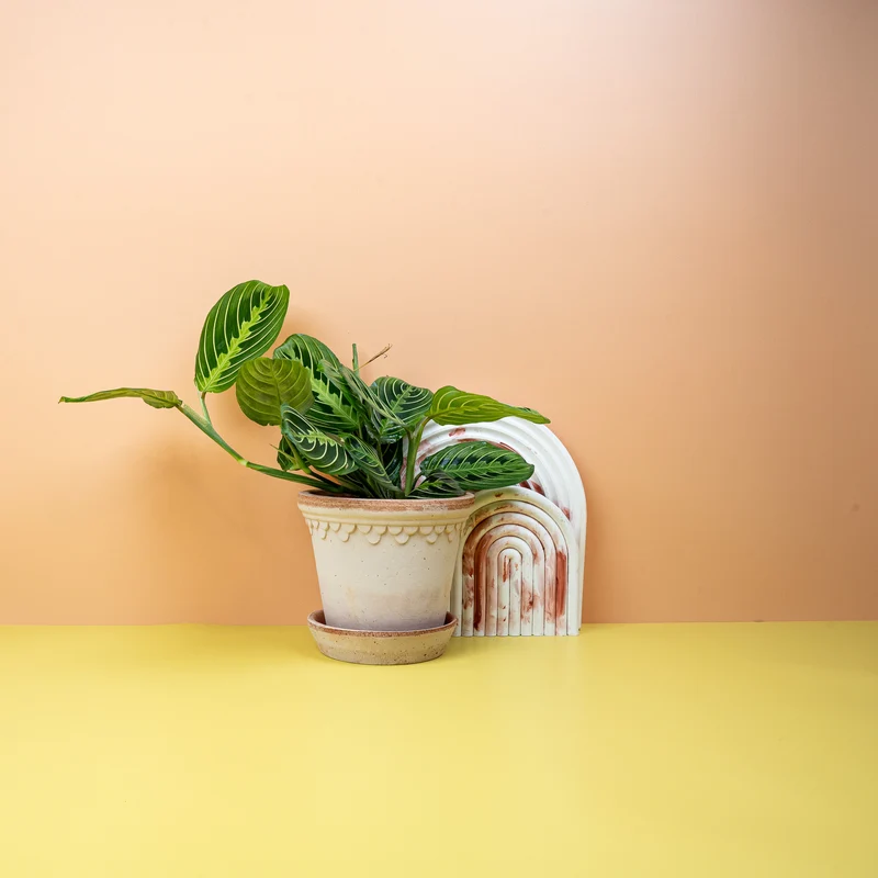 MARANTA LEMON LIME
