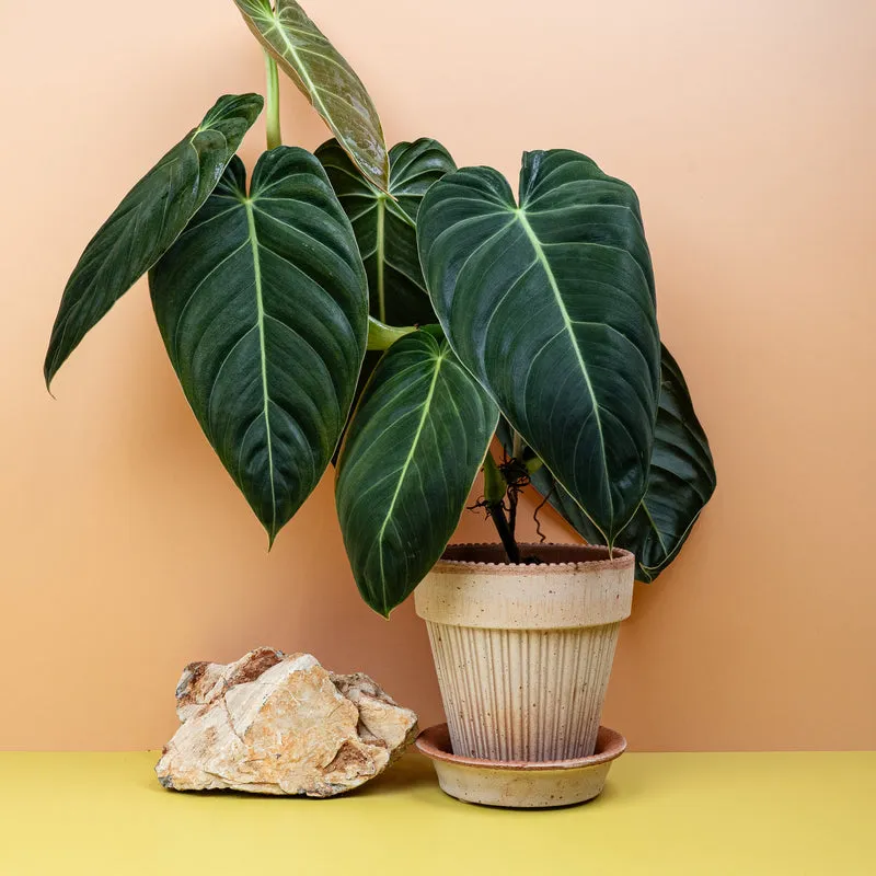 PHILODENDRON MELANOCHRYSUM