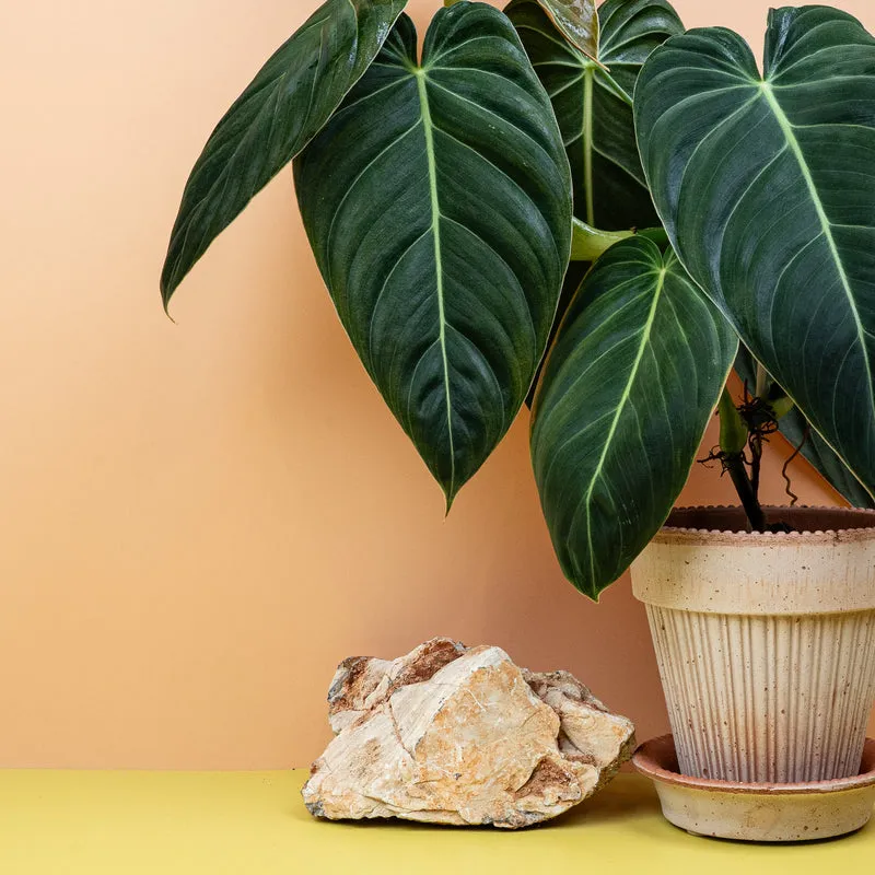 PHILODENDRON MELANOCHRYSUM