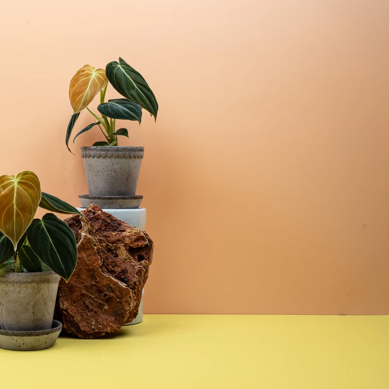 PHILODENDRON MELANOCHRYSUM