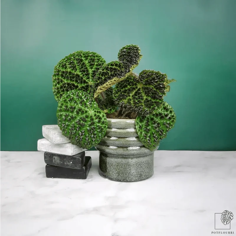 BEGONIA MELANOBULLATA
