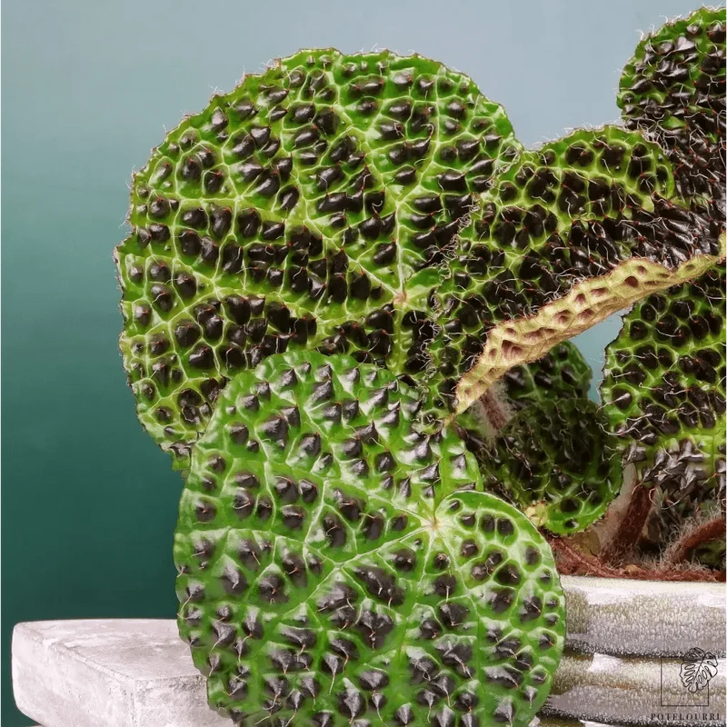 BEGONIA MELANOBULLATA