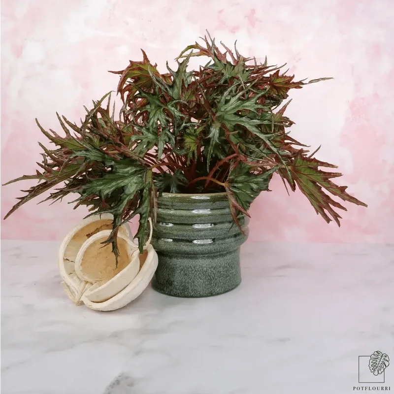 BEGONIA U614