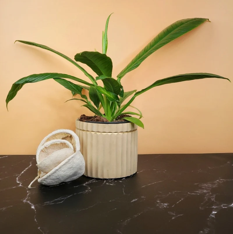 PHILODENDRON CAMPII LYNETTE