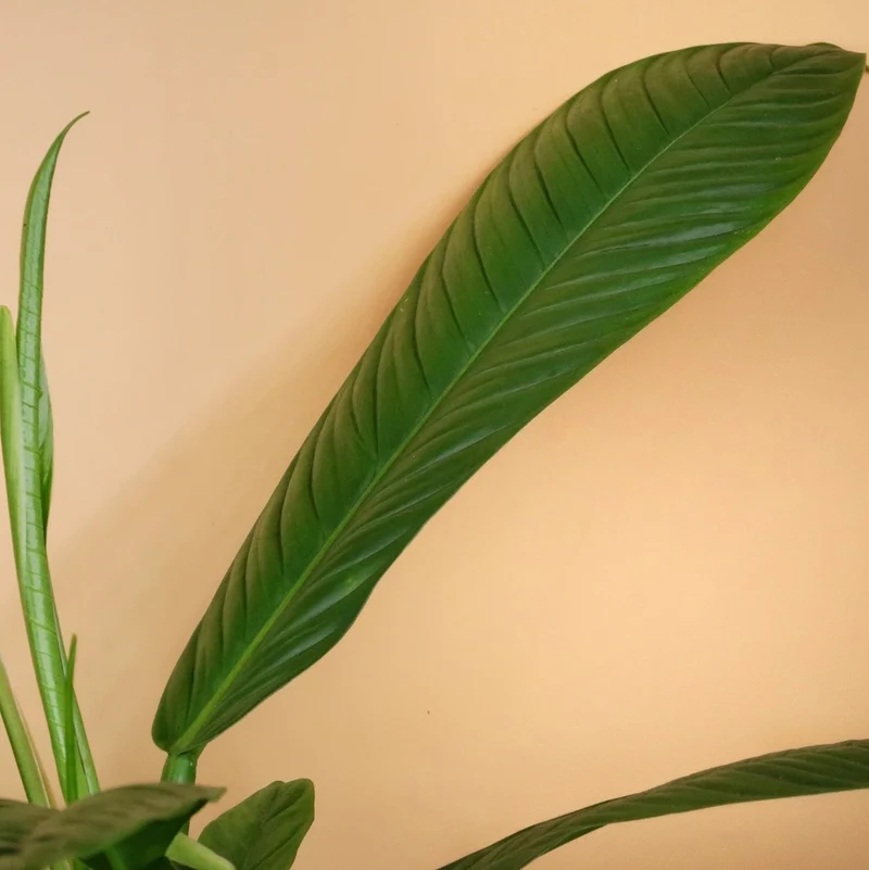 PHILODENDRON CAMPII LYNETTE