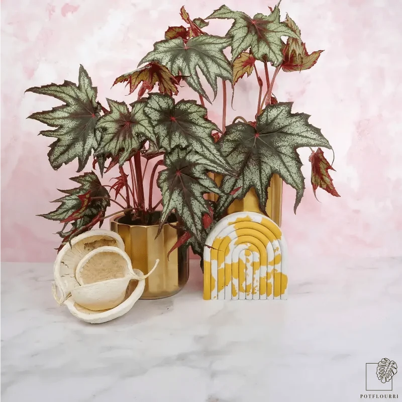 BEGONIA LITTLE BROTHER MONTGOMERY