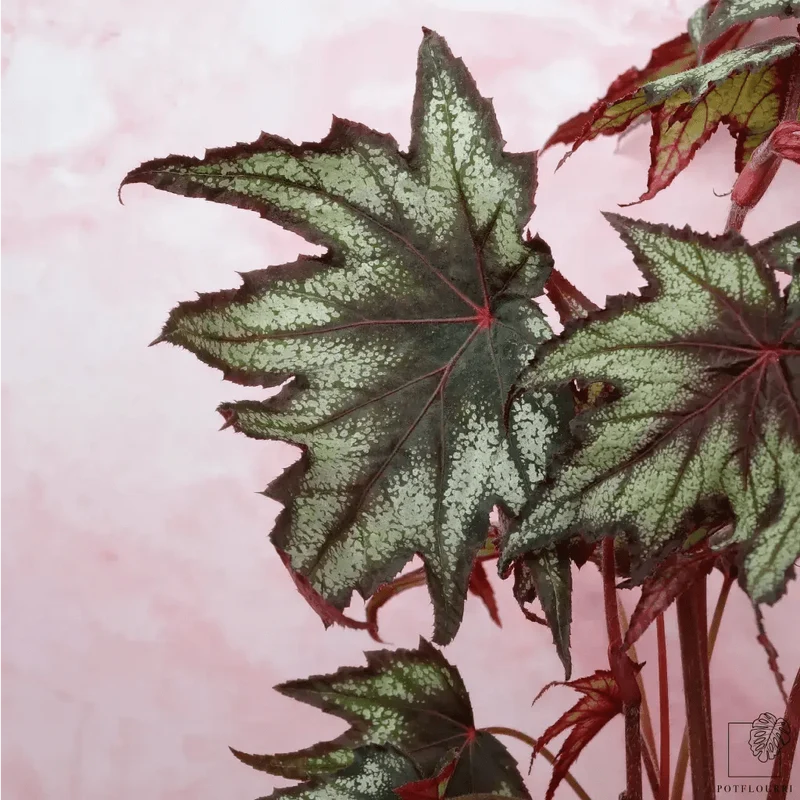 BEGONIA LITTLE BROTHER MONTGOMERY