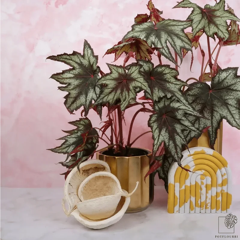BEGONIA LITTLE BROTHER MONTGOMERY