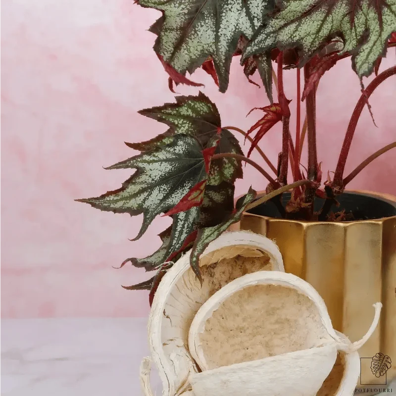 BEGONIA LITTLE BROTHER MONTGOMERY
