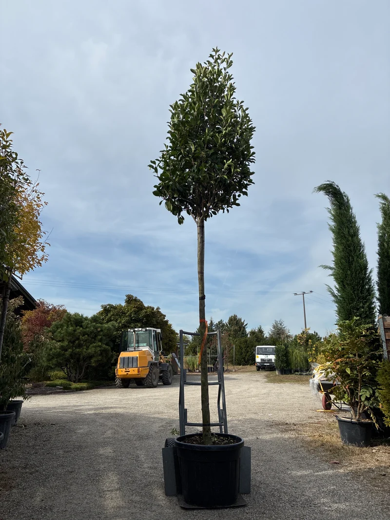 Glanzmispel 'Red Robin', Stamm / Photinia fraseri 'Red Robin', Stamm
