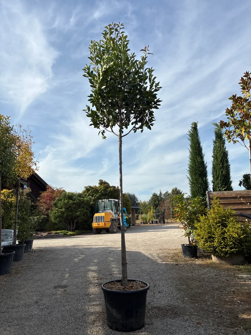 Glanzmispel 'Red Robin', Stamm / Photinia fraseri 'Red Robin', Stamm
