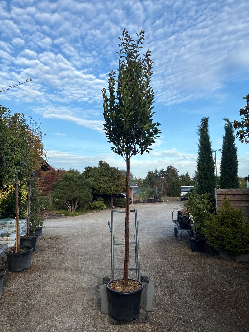 Glanzmispel 'Red Robin', Stamm / Photinia fraseri 'Red Robin', Stamm