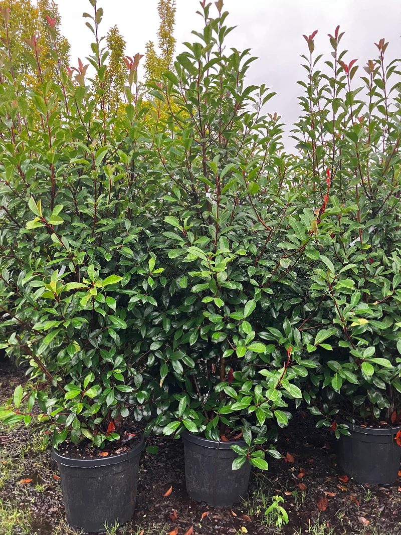 Glanzmispel 'Red Robin' / Photinia fraseri 'Red Robin'