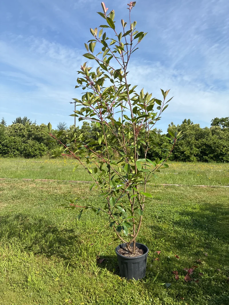 Glanzmispel 'Red Robin' / Photinia fraseri 'Red Robin'