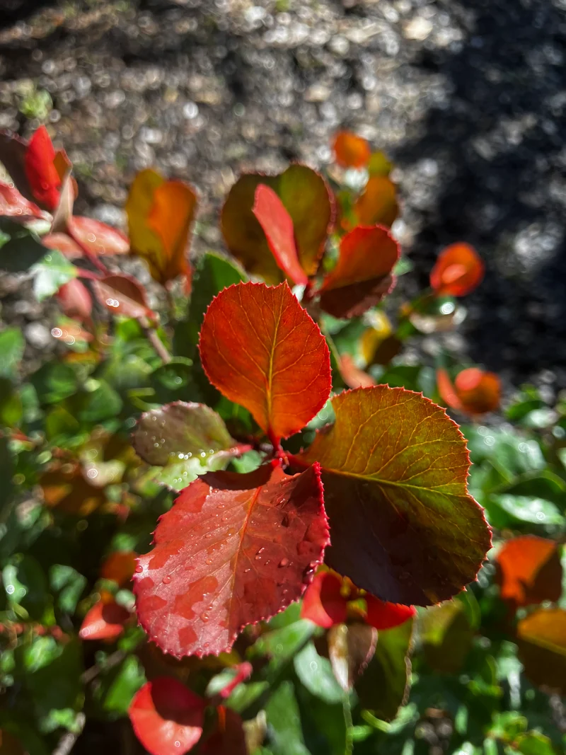 Glanzmispel 'Little Red Robin' / Photinia fraseri 'Little Red Robin'