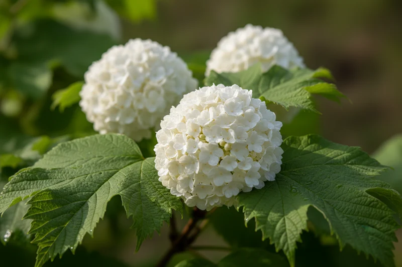 Gewöhnlicher Schneeball 'Roseum' / Viburnum opulus 'Roseum'