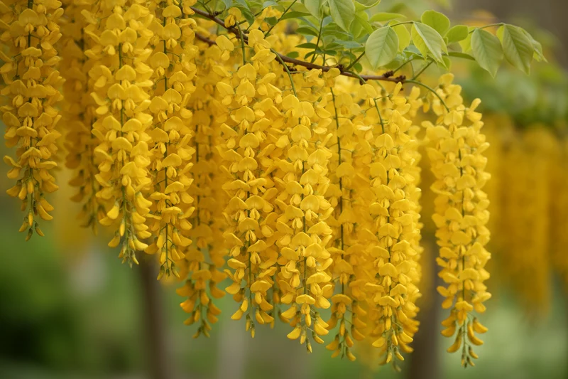 Gemeiner Goldregen / Laburnum anagyroides