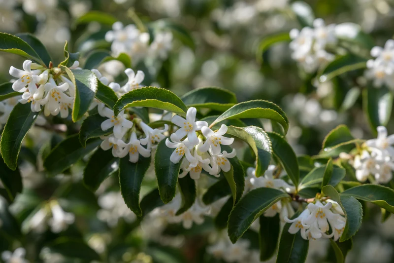 Burkwoods Duftblüte / Osmanthus burkwoodii