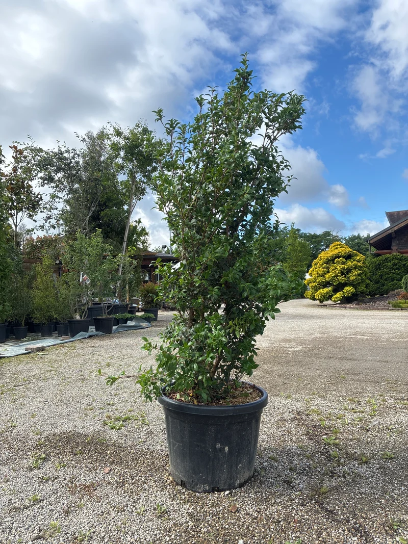 Burkwoods Duftblüte / Osmanthus burkwoodii