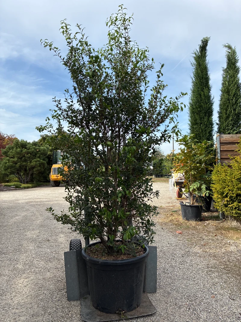 Burkwoods Duftblüte / Osmanthus burkwoodii