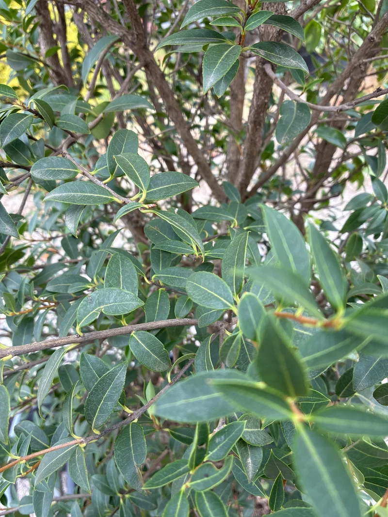Burkwoods Duftblüte / Osmanthus burkwoodii