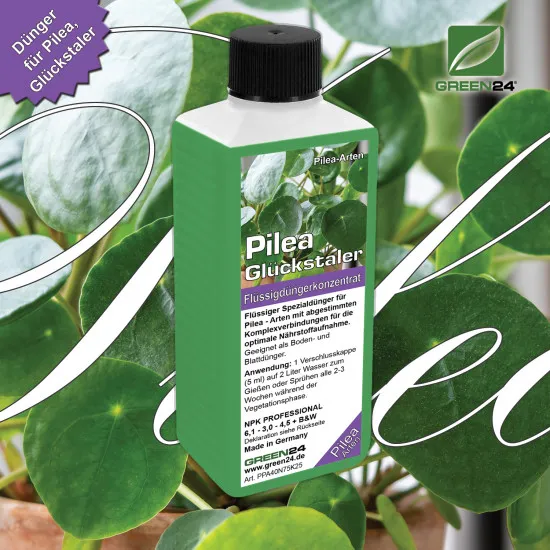 Pilea-Dünger