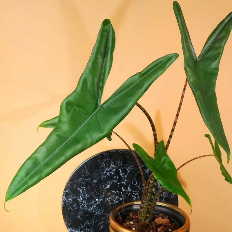 ALOCASIA TIGRINA
