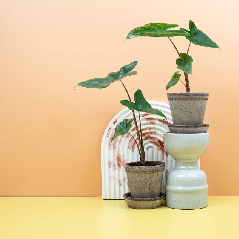 ALOCASIA TIGRINA